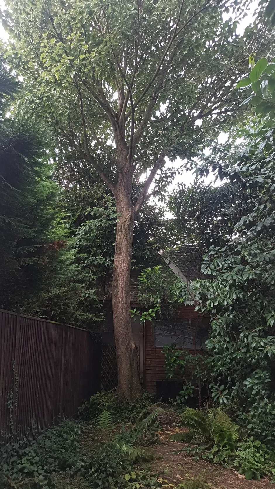 Before image